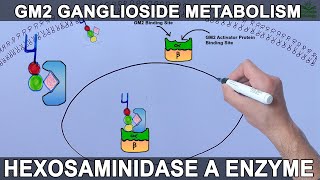 Lysosomal Metabolism of GM2 Ganglioside  Tay Sachs Diesease [upl. by Eugenie198]