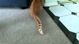 Cat shakes tail like a rattlesnake [upl. by Oicneconi815]