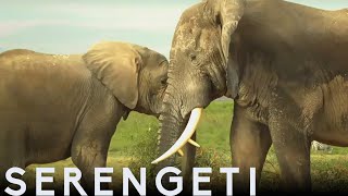 Tembo The Elephant Is Accepted by New Herd  Serengeti Story Told by John Boyega  BBC Earth [upl. by Monetta361]