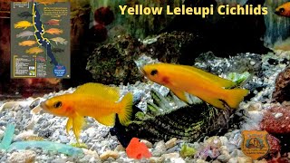 Neolamprologus  Leleupi Cichlid Species Profile [upl. by Hyacinthia]