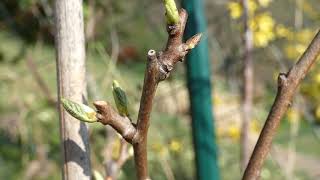 Issai Actinidia arguta x A rufa Knospen – Panasonic Lumix DCFZ 82 Superzoom [upl. by Naujit]