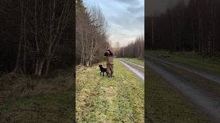 Woodcock down and nice retrieve from Arve gundogtraining dogtraining labrador [upl. by Sunderland]