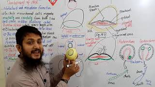 Notochord and mesoderm formation part 01  Fsc bio urduhindi MDCAT lecture Ch19  Lecture11 [upl. by Rolan562]