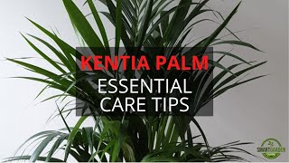 Kentia Palm Care Made Easy Essential Tips For A Healthy Plant [upl. by Romelle]