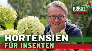 Sind Hortensien insektenfreundlich Darauf müsst ihr achten  Horst sein Schrebergarten [upl. by Goss]