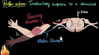 Reflex action amp reflex arc  Control amp Coordination  Biology  Khan Academy [upl. by Aryamoy697]