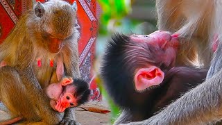 Attractive baby monkey is hugging his mother tightly to suckle fresh milk [upl. by Arikaahs454]