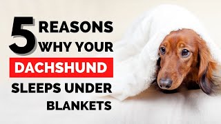 Why Do Dachshunds Burrow Under Blankets [upl. by Sylera46]