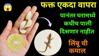 न केमिकल न कीटनाशक घरातील फक्त एक वस्तू वापरून घालवा पाली😱 kitchen tips  chipkali bhagane ka tarika [upl. by Allimak]