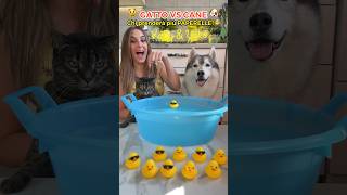 GATTO vs CANE Chi prenderà più PAPERELLE🐥💦🤭 dogvscat dogchallenge catchallenge cane gatto [upl. by Nnaeed]