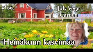 HEINÄKUUN KASVIMAA korpitalo kasvimaa omavaraisuus korpitalo kuusamo homestead garden [upl. by Ryun442]