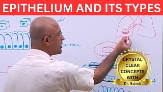 Epithelium and its Types🩺 [upl. by Helbona]