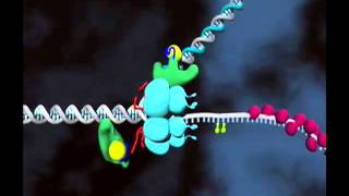 Motors Switches and Contacts in the Replisome Supplemental Video 2 [upl. by Annabal]