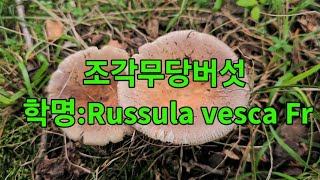 🍄조각무당버섯 학명Russula vesca Fr [upl. by Declan]