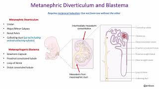 Development Urinary System and Suprarenal Gland [upl. by Jala]