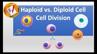 Haploid vs Diploid cell and Cell division [upl. by Medin]