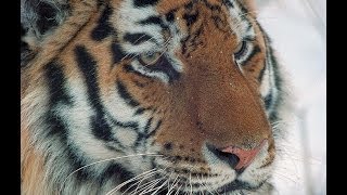 Amur tiger in third millennium English edition [upl. by Asaeret621]