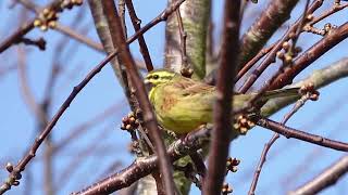 Saving UK Cirl Buntings from Extinction [upl. by Yrojram658]