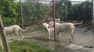 Roxy like some kennel patnerof family DOGO ARGENTINO [upl. by Adnamal]