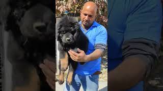 Tibetan Mastiff Puppy shorts shortvideo [upl. by Notyad]