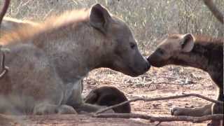 Sweet Hyena Puppies  Teneri Cuccioli di Iena [upl. by Epilihp346]