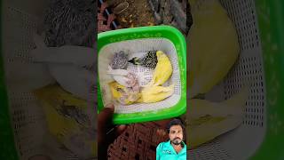 Little Bird ❤️ shorts short viralshort viral trending snake viralvideo animals [upl. by Lamberto]