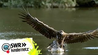 Steinadler bei OLIs Wilde Welt  SWR Kindernetz [upl. by Hteboj]