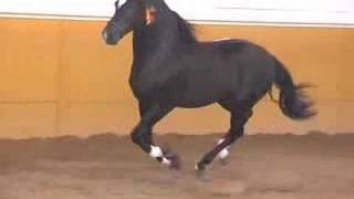 Andalusian PRE black stallion  SOLD TO USA  HORSESPRECOM [upl. by Bernstein]