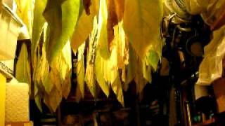 Drying tobacco leaves in the garage [upl. by Akcire673]