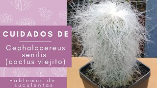 Cuidados de cactus viejito Cephalocereus senilis  Hablemos de suculentas [upl. by Rapsac]