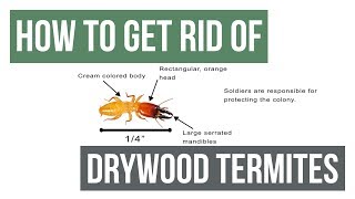 How To Get Rid of Drywood Termites Guaranteed 4 Easy Steps [upl. by Aitselec]