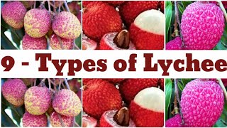 9 types of lychee  lychee  types of lychee  lychee Catagory [upl. by Efioa]