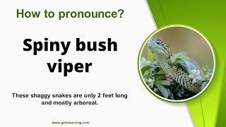 How to pronounce Spiny bush viper in English correctly [upl. by Finzer]