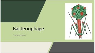 Bacteriophage Bacteria eaters revised version [upl. by Iaw]