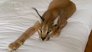 Roo the caracal waking up 💤 [upl. by Mozelle]