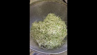 Alfalfa Sprouts [upl. by Holle]