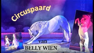 Uitstapje Show van een CIRCUSPAARD  Schimmel hengst van Belly Wien [upl. by Eissert218]