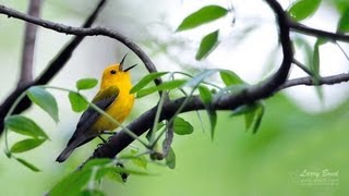 Prothonotary Warbler Portrait [upl. by Miuqaoj]