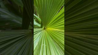 Kurt Weiss Greenhouses Inc Chinese Fan Palm Livistona chinensis plants houseplants shorts [upl. by Novyar702]