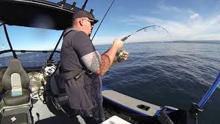 Mid Week Fishing Mission off Napier Hawkes Bay New Zealand aboard our Stabicraft 1550 Fisher [upl. by Slack]