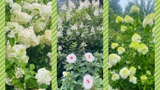 Panicle Hydrangeas in Bloom Limelight  Strawberry Vanilla  Pinky Winky [upl. by Lorinda]