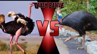 Ostrich vs Cassowary [upl. by Navak]