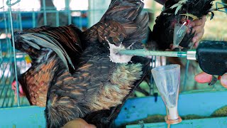 Chicken Breeding Techniques  How To Collect Rooster Sperm and Artificial Insemination in Chickens [upl. by Elcin]