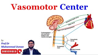 Vasomotor Center  Cardiovascular Control Center  CVS Physiology [upl. by Nnylireg]