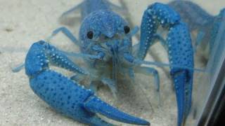 フロリダハマー繁殖 Blue crayfish [upl. by Mccafferty192]