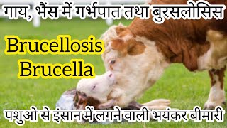 Brucellosis Brucella गाय भेंस से इंसान में लगने वाली बीमारी [upl. by Ainolopa]