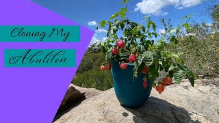 Cloning My Tiger Eye Abutilon  How to Propagate a Plant [upl. by Enidanreb24]