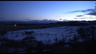 100 ELK Bugling gets the Coyotes Howling [upl. by Haag]