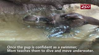 Otter Pups Swim Lesson [upl. by Enihpled]