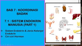 SAINS TINGKATAN 4 KSSM I BAB 7 I 71  SISTEM ENDOKRIN MANUSIA PART 1 [upl. by Dov]